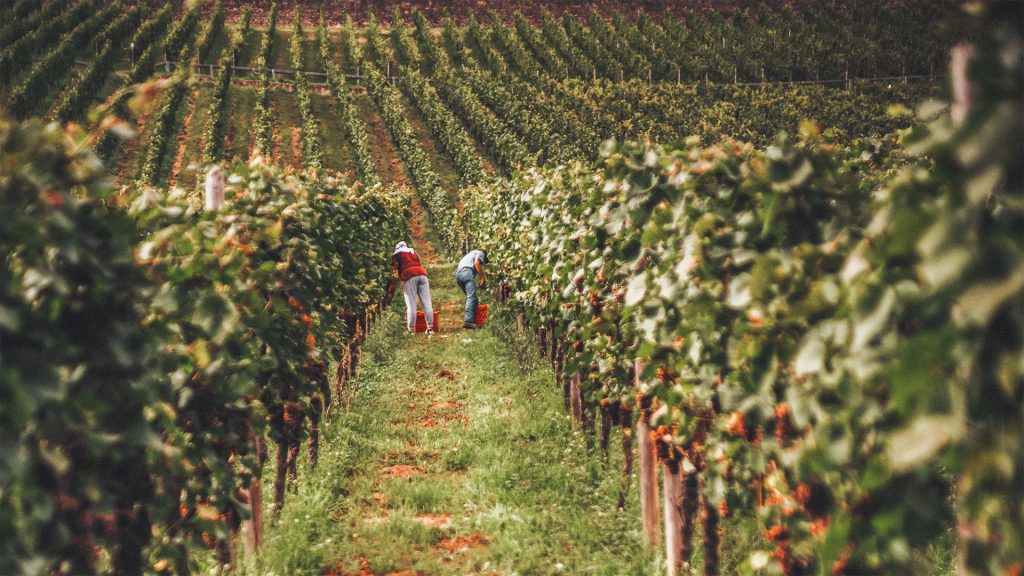 Rakastettu klassikko Bernard-Massard